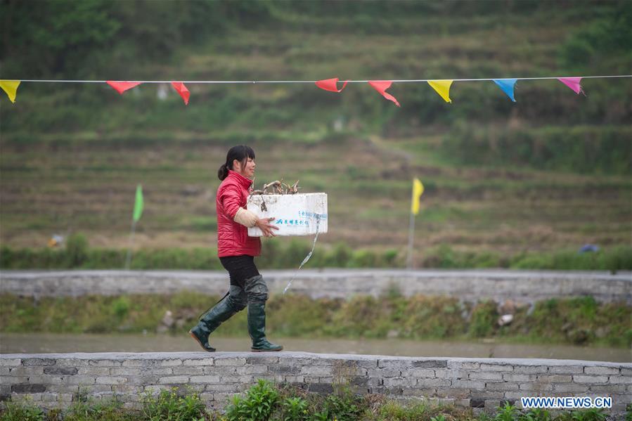 CHINA-HUNAN-SHAOYANG-LOTUS ROOT PLANTING-POVERTY ALLEVIATION (CN)