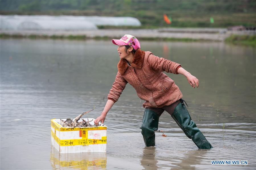 CHINA-HUNAN-SHAOYANG-LOTUS ROOT PLANTING-POVERTY ALLEVIATION (CN)