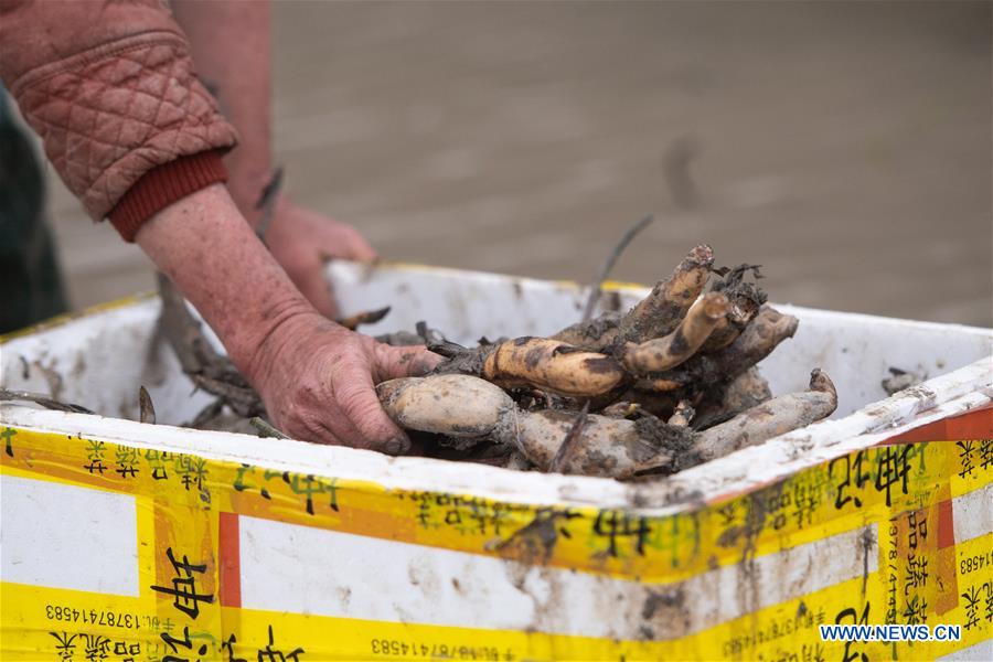 CHINA-HUNAN-SHAOYANG-LOTUS ROOT PLANTING-POVERTY ALLEVIATION (CN)
