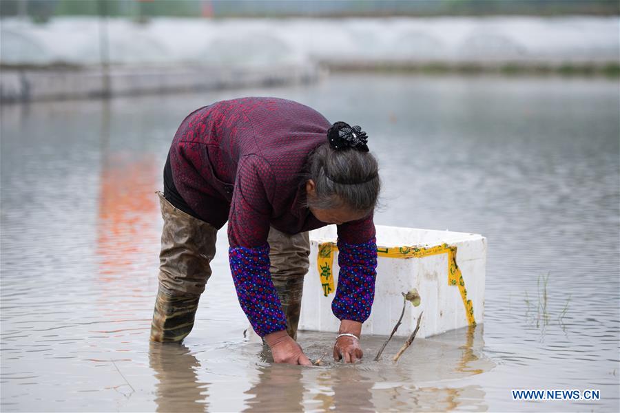CHINA-HUNAN-SHAOYANG-LOTUS ROOT PLANTING-POVERTY ALLEVIATION (CN)