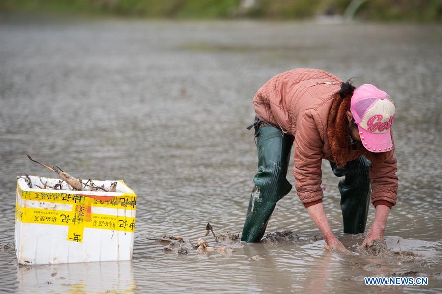 CHINA-HUNAN-SHAOYANG-LOTUS ROOT PLANTING-POVERTY ALLEVIATION (CN)