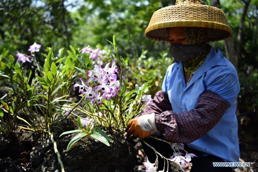 CHINA-HAINAN-TRADITIONAL CHINESE MEDICINE-PLANTING-DENDROBIUM (CN)