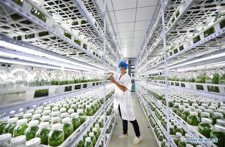 CHINA-HAINAN-TRADITIONAL CHINESE MEDICINE-PLANTING-DENDROBIUM (CN)