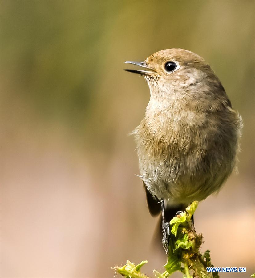 PAKISTAN-ISLAMABAD-MARGALLA HILLS-BIRDS