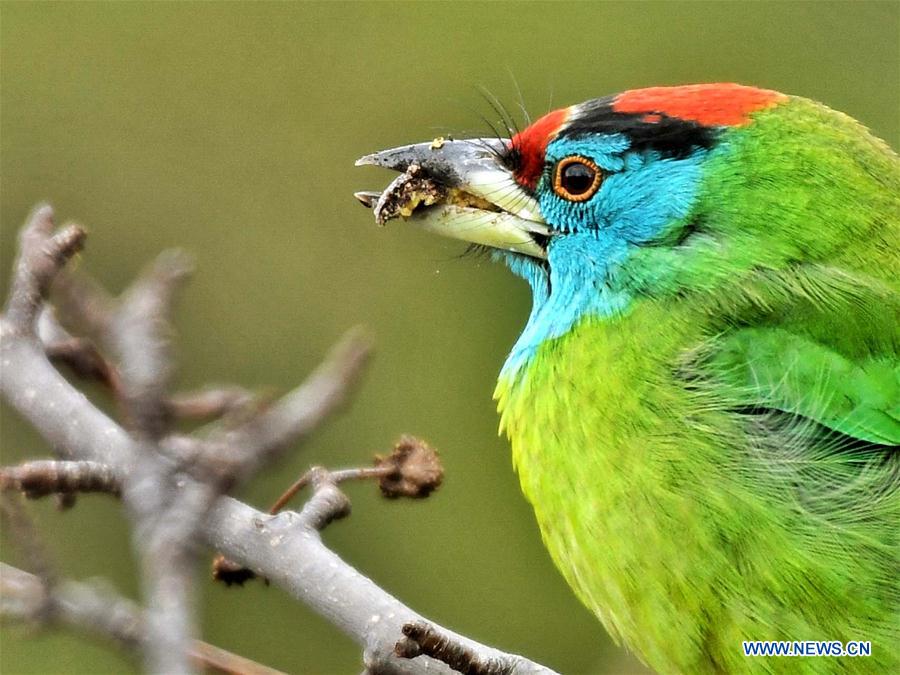 PAKISTAN-ISLAMABAD-MARGALLA HILLS-BIRDS