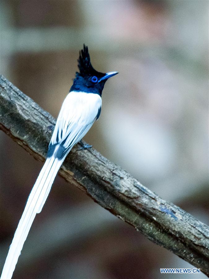 PAKISTAN-ISLAMABAD-MARGALLA HILLS-BIRDS