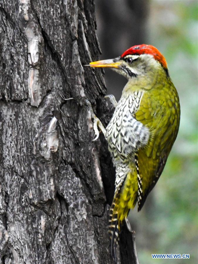 PAKISTAN-ISLAMABAD-MARGALLA HILLS-BIRDS
