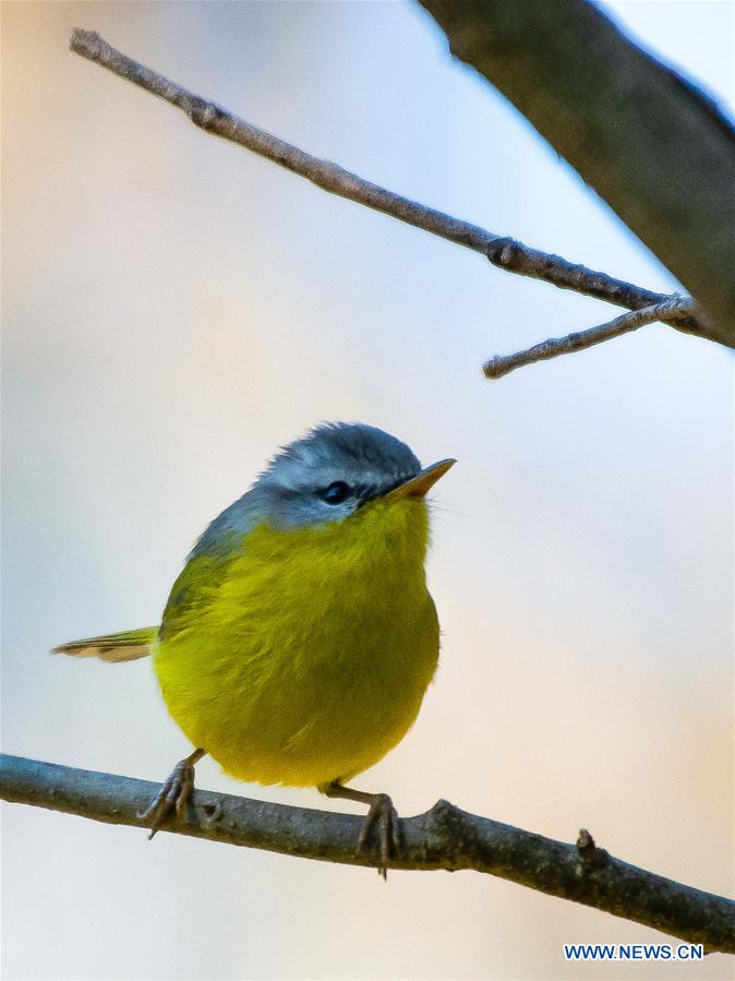 PAKISTAN-ISLAMABAD-MARGALLA HILLS-BIRDS