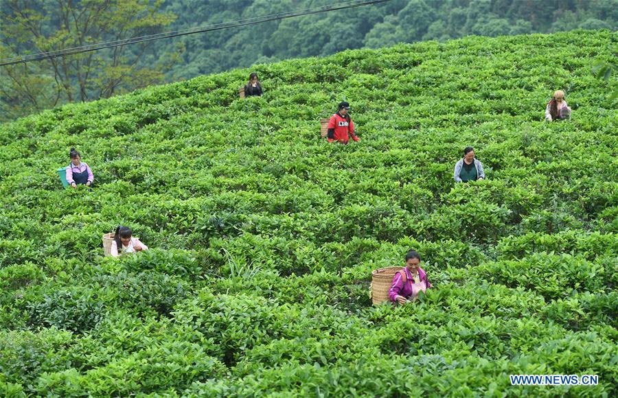 CHINA-GUANGXI-LONGLIN-TEA INDUSTRY (CN)
