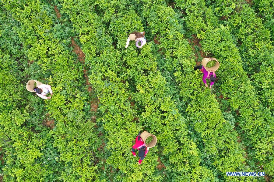 CHINA-GUANGXI-LONGLIN-TEA INDUSTRY (CN)