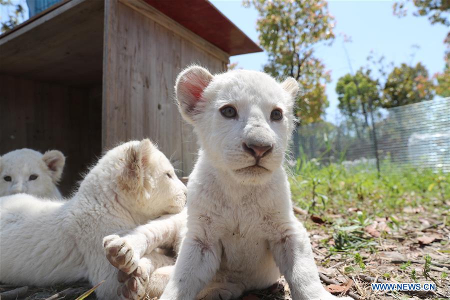 #CHINA-JIANGSU-NANTONG-WHITE LION CUBS (CN)