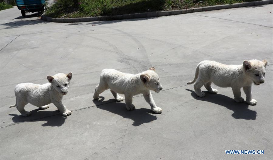 XINHUA PHOTOS OF THE DAY