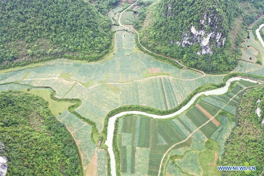 CHINA-GUANGXI-LONGAN-SPRING SCENERY (CN)