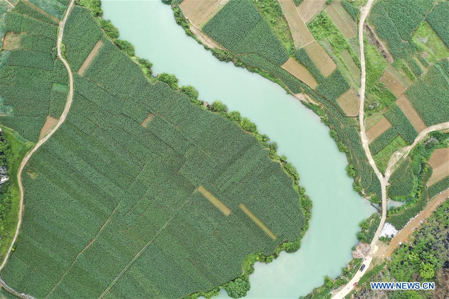 CHINA-GUANGXI-LONGAN-SPRING SCENERY (CN)