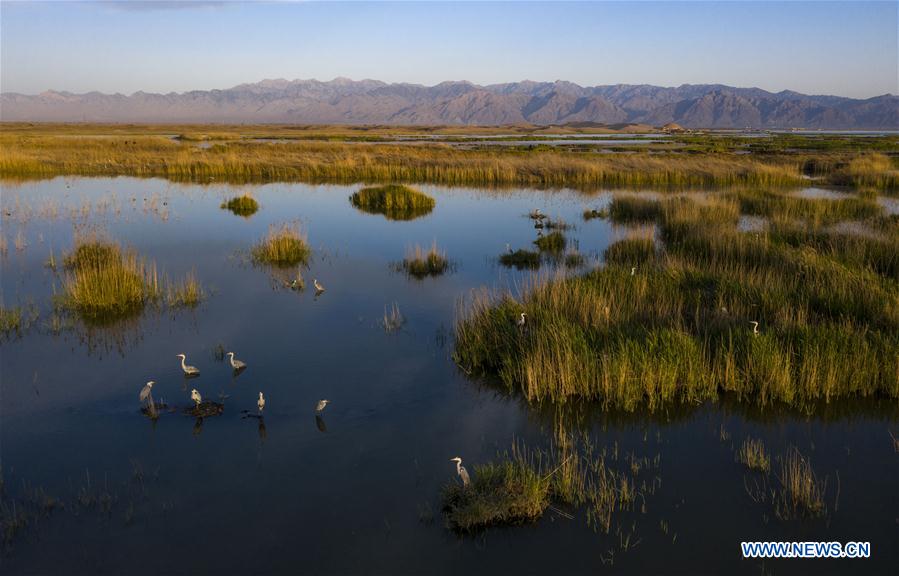 CHINA-NINGXIA-MIGRATORY BIRDS-SHAHU LAKE (CN)