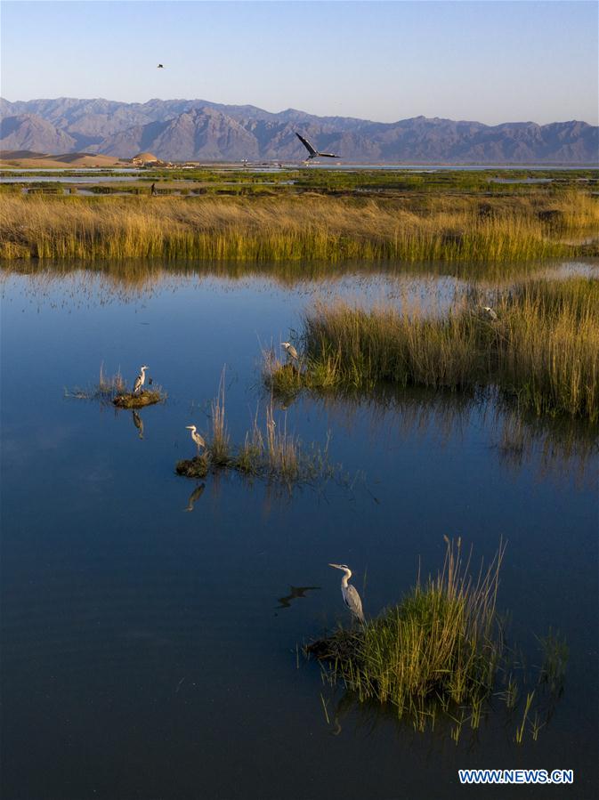 CHINA-NINGXIA-MIGRATORY BIRDS-SHAHU LAKE (CN)