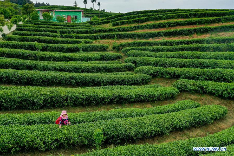CHINA-GUIZHOU-TEA GARDEN-POVERTY ALLEVIATION (CN)