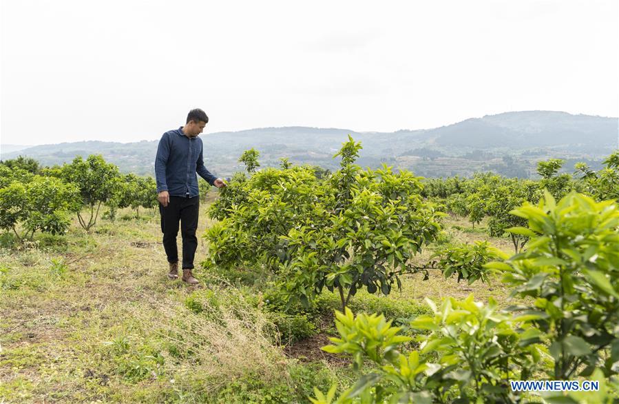 CHINA-SICHUAN-CHENGDU-ONLINE PROMOTION-TANGERINE (CN)