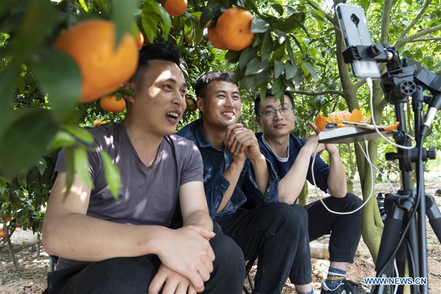 CHINA-SICHUAN-CHENGDU-ONLINE PROMOTION-TANGERINE (CN)