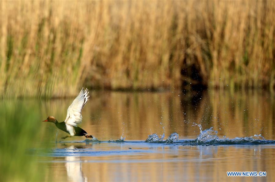 XINHUA PHOTOS OF THE DAY