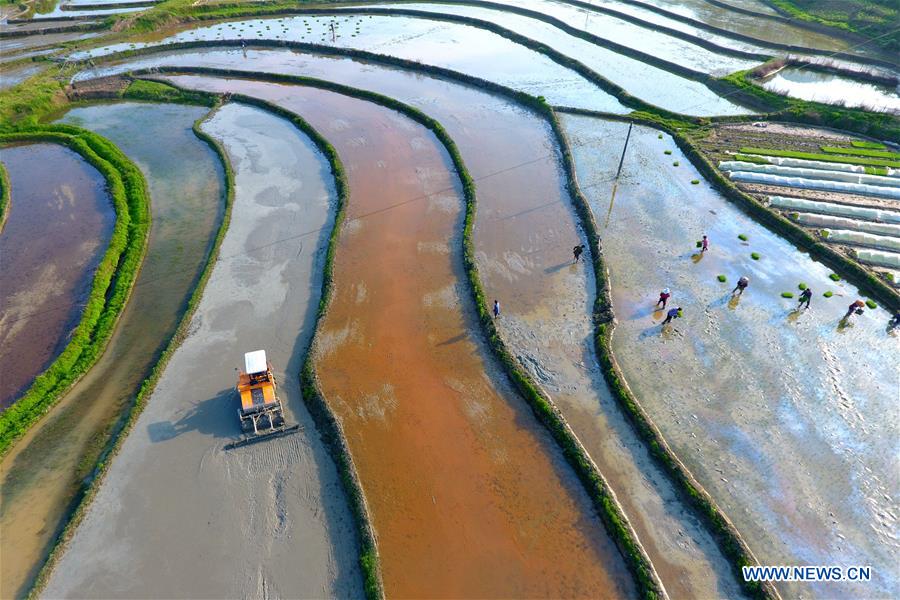 #CHINA-HUNAN-LOUDI-FARMING (CN)