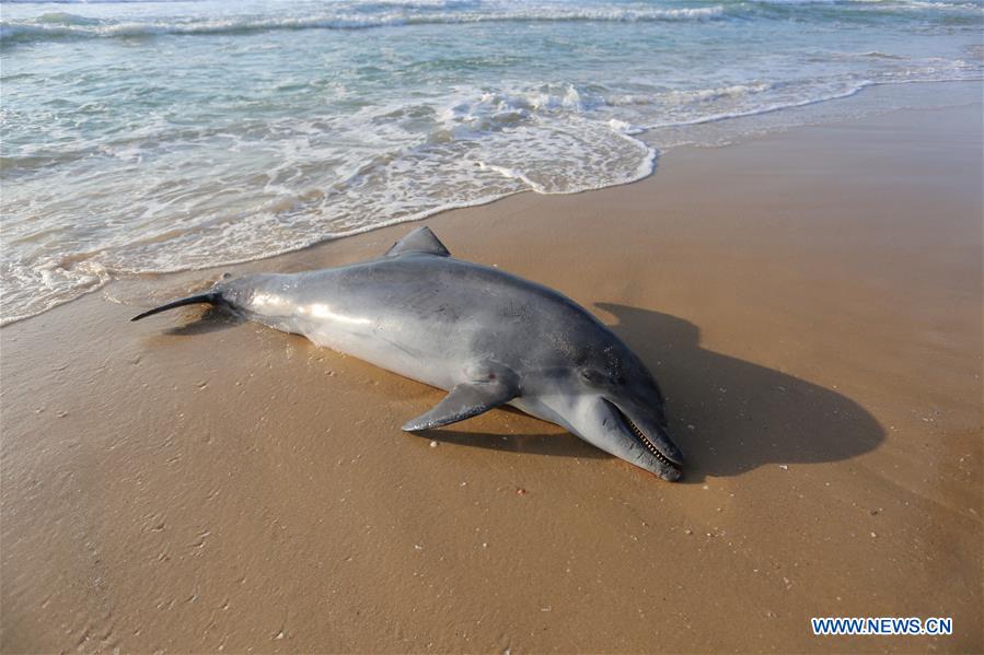 MIDEAST-GAZA-KHAN YOUNIS-DOLPHIN-DEATH