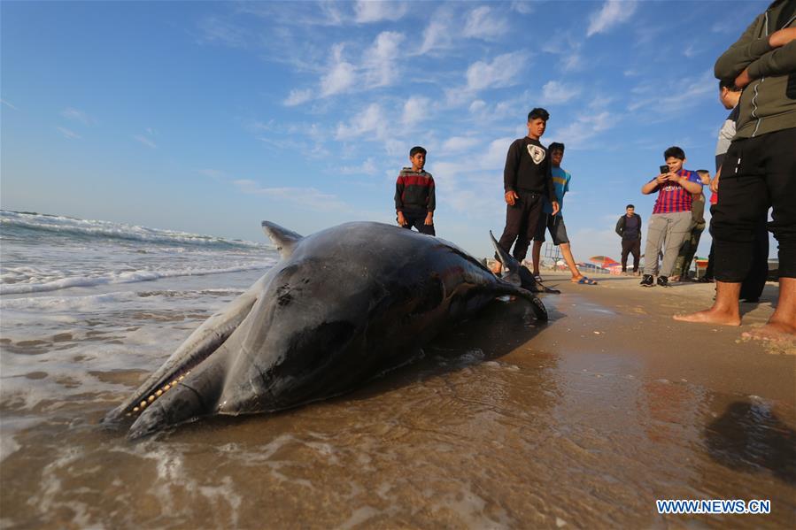 MIDEAST-GAZA-KHAN YOUNIS-DOLPHIN-DEATH