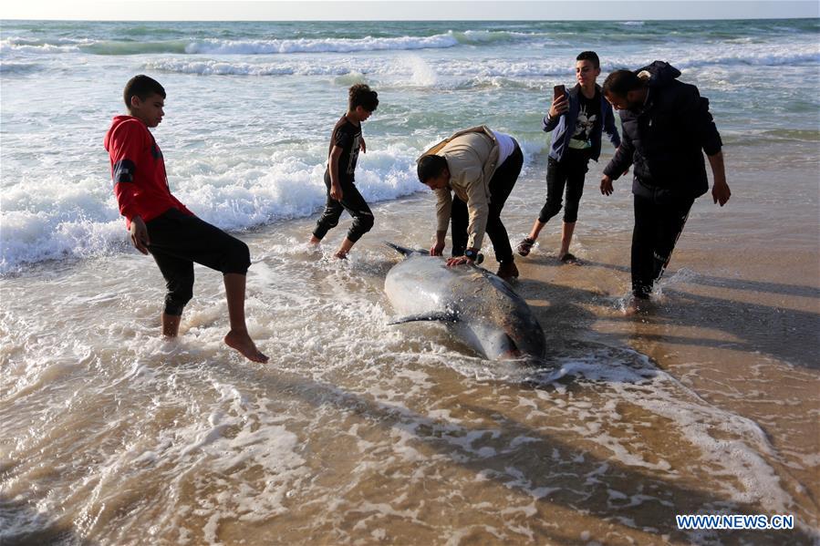 MIDEAST-GAZA-KHAN YOUNIS-DOLPHIN-DEATH