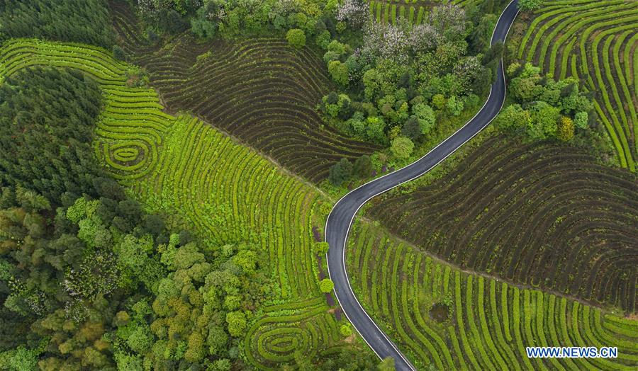 CHINA-SICHUAN-TEA PLANTATION-SCENERY (CN)