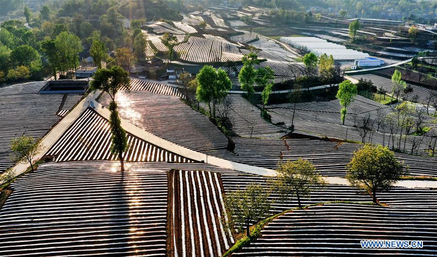 CHINA-SHAANXI-LUONAN-FARM FIELDS-SCENERY (CN)