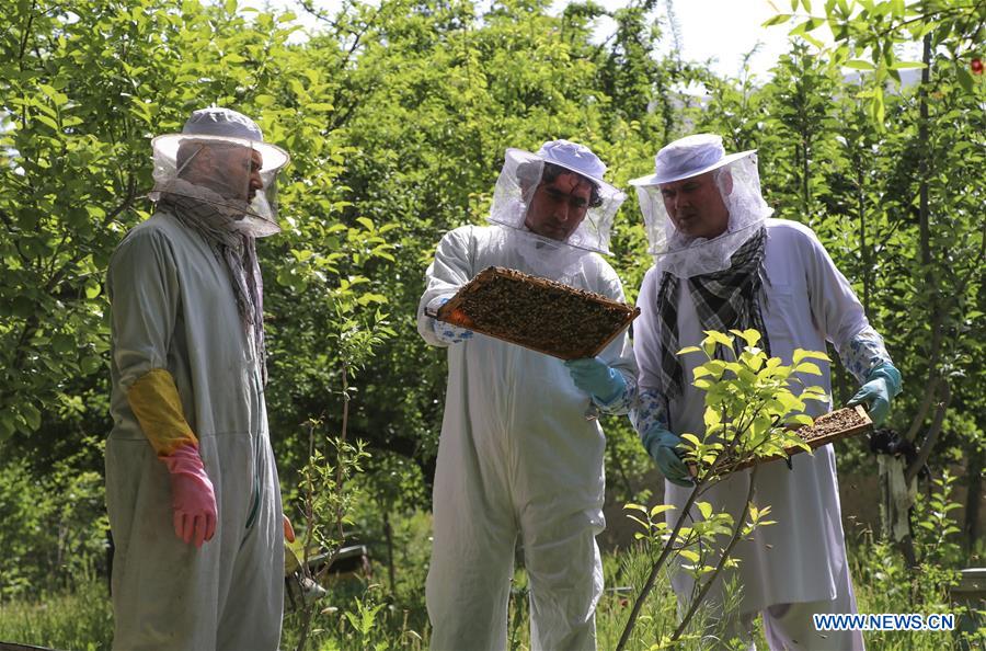 AFGHANISTAN-BAGHLAN-BEE FARM