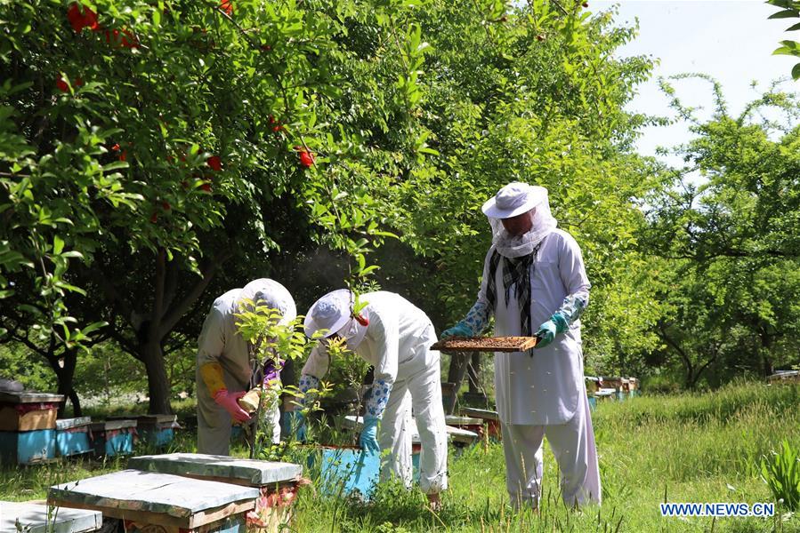 AFGHANISTAN-BAGHLAN-BEE FARM
