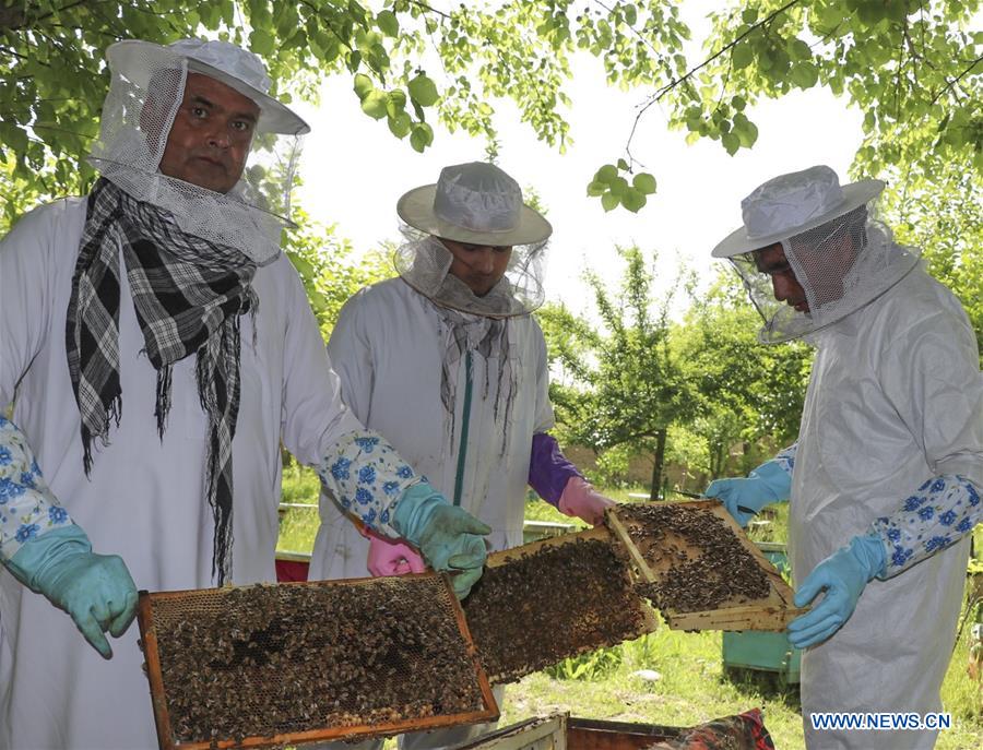 AFGHANISTAN-BAGHLAN-BEE FARM
