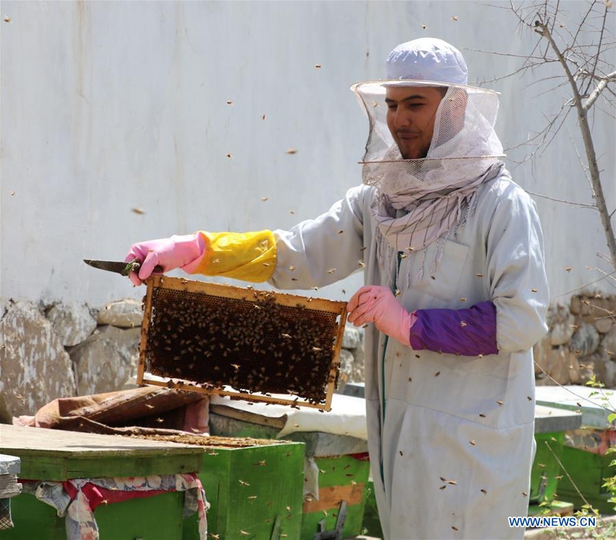 AFGHANISTAN-BAGHLAN-BEE FARM