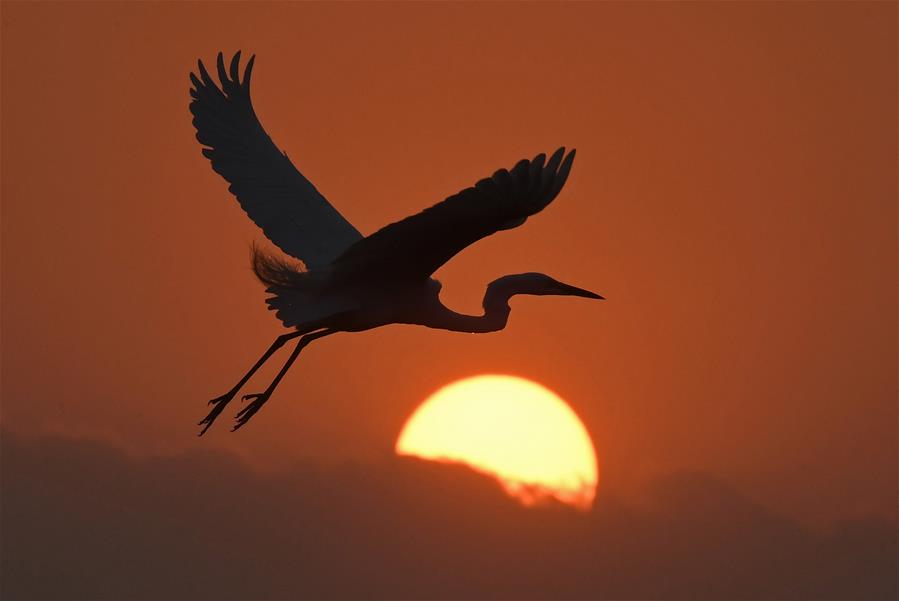CHINA-JIANGXI-NANCHANG-EGRET-SUNSET (CN)