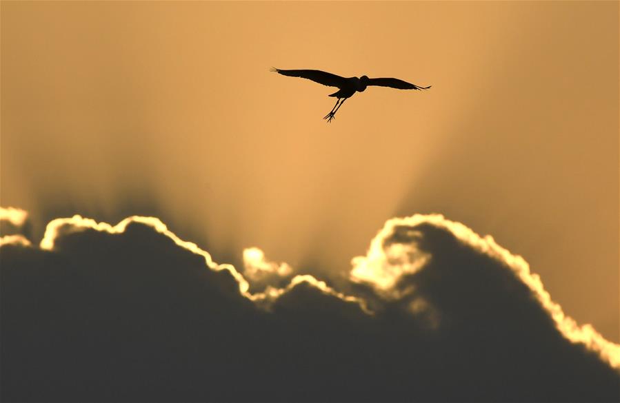 CHINA-JIANGXI-NANCHANG-EGRET-SUNSET (CN)