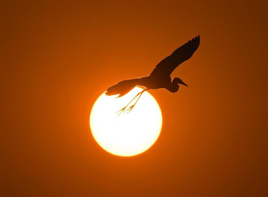 CHINA-JIANGXI-NANCHANG-EGRET-SUNSET (CN)