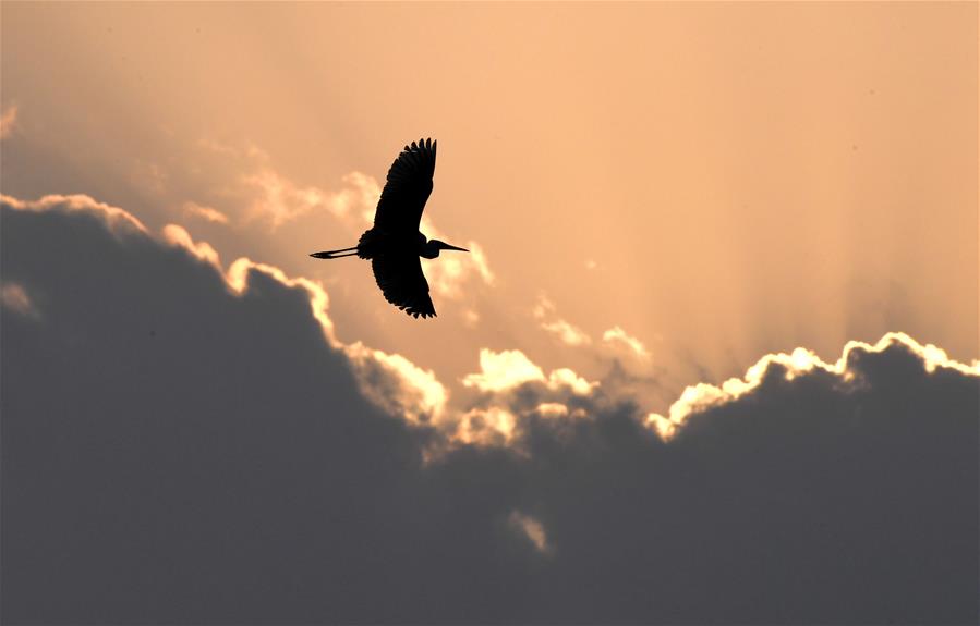 CHINA-JIANGXI-NANCHANG-EGRET-SUNSET (CN)