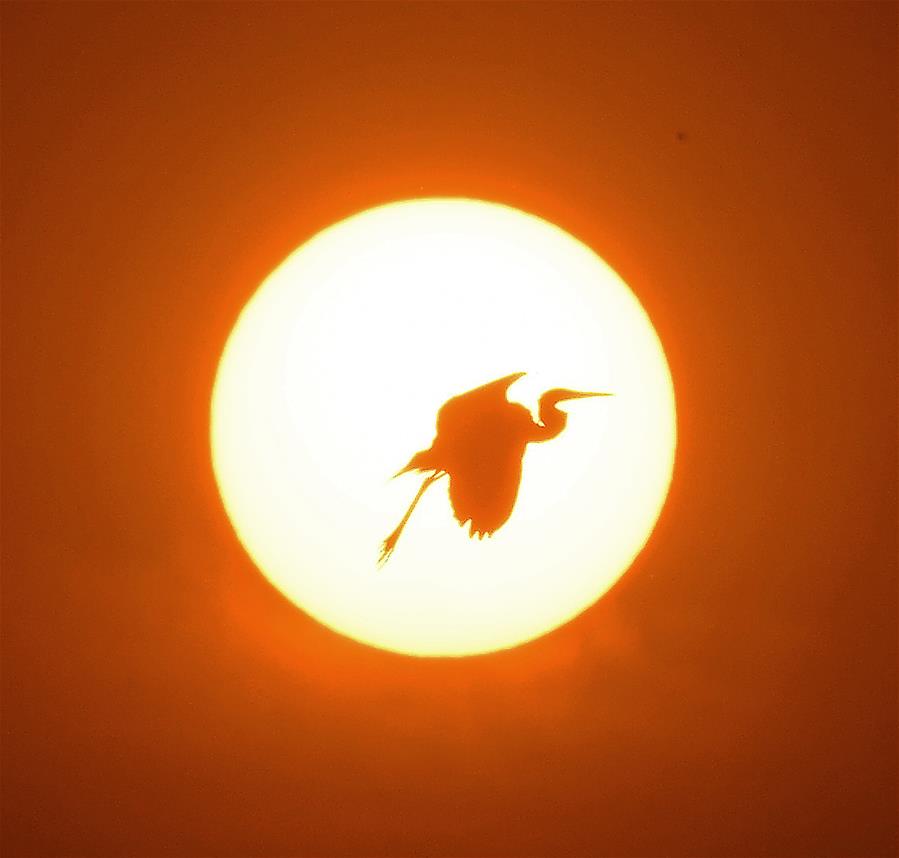 CHINA-JIANGXI-NANCHANG-EGRET-SUNSET (CN)