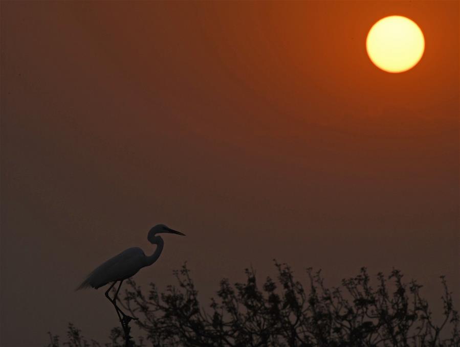 CHINA-JIANGXI-NANCHANG-EGRET-SUNSET (CN)