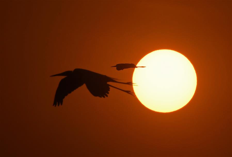 CHINA-JIANGXI-NANCHANG-EGRET-SUNSET (CN)