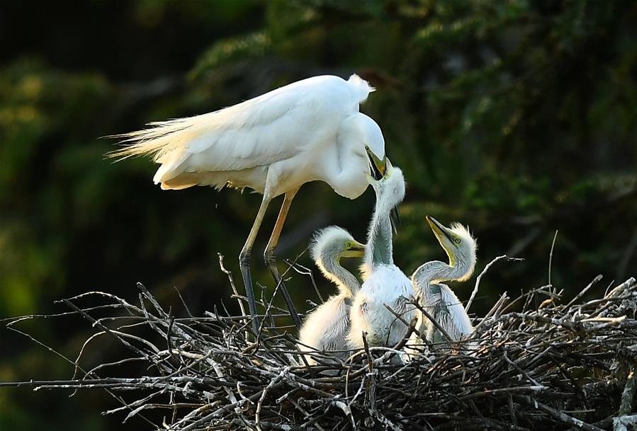 CHINA-JIANGXI-NANCHANG-EGRET-SUNSET (CN)