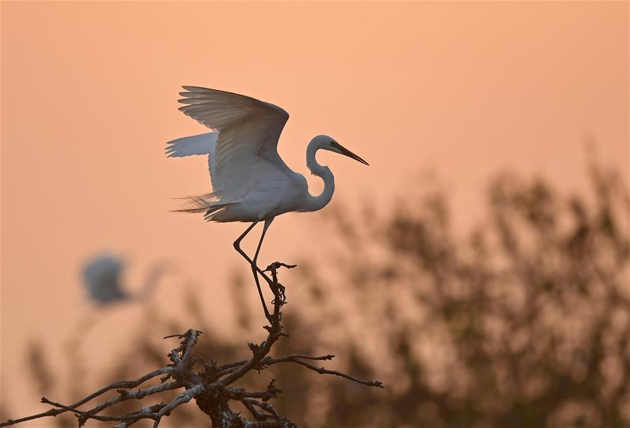 CHINA-JIANGXI-NANCHANG-EGRET-SUNSET (CN)