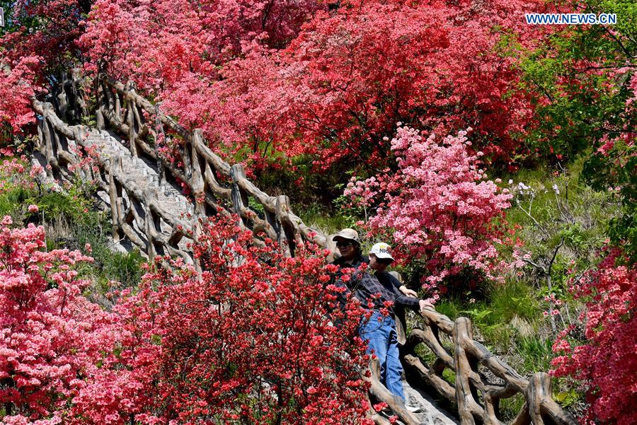 In pics: blooming rhododendrons on Xitaishan mountain in China's Henan -  Xinhua | English.news.cn