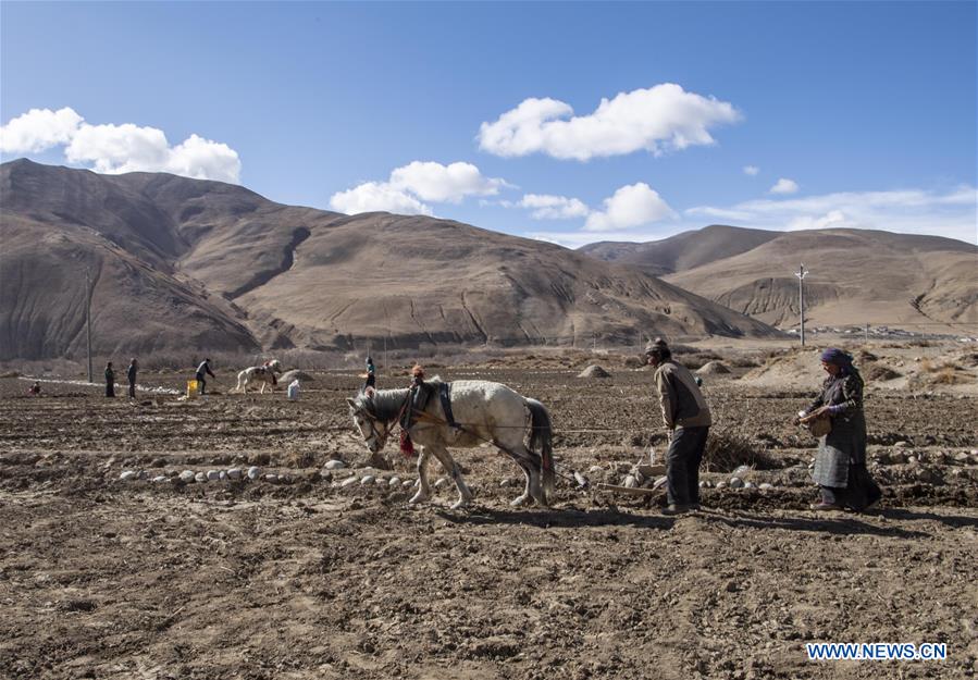 CHINA-TIBET-TINGRI-FARMING (CN)