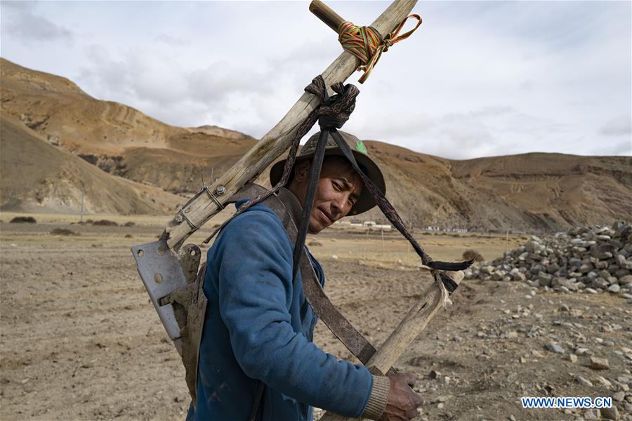 CHINA-TIBET-TINGRI-FARMING (CN)