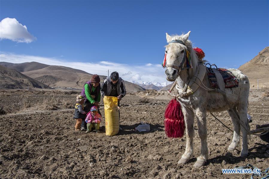 CHINA-TIBET-TINGRI-FARMING (CN)