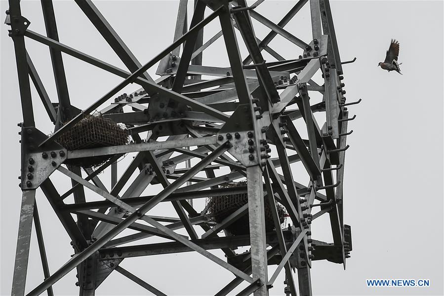 CHINA-HAINAN-WENCHANG-ELECTRICITY PYLON-ARTIFICIAL NEST (CN)