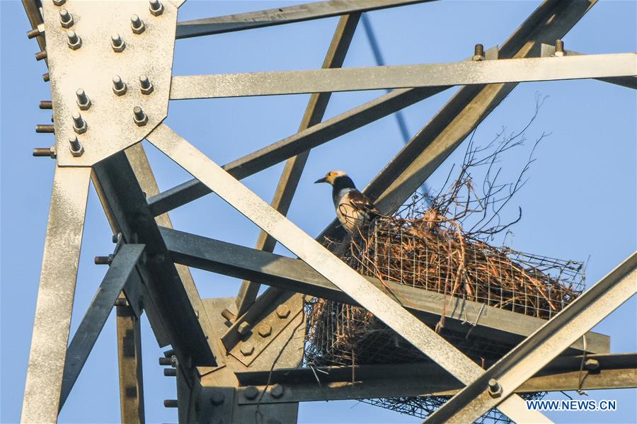 CHINA-HAINAN-WENCHANG-ELECTRICITY PYLON-ARTIFICIAL NEST (CN)