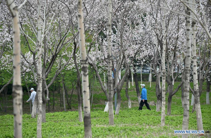 CHINA-JILIN-CHANGCHUN-APRICOT FLOWER (CN)